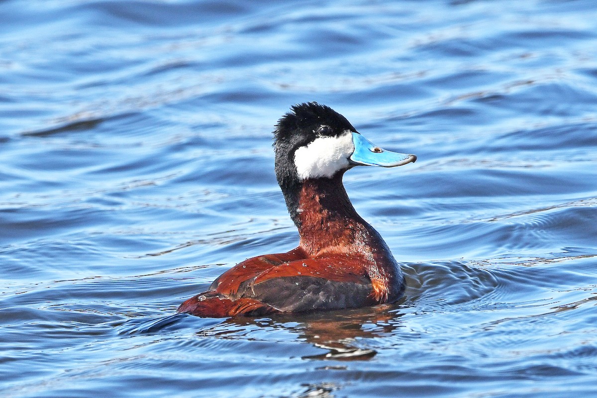 Ruddy Duck - Chris Rees