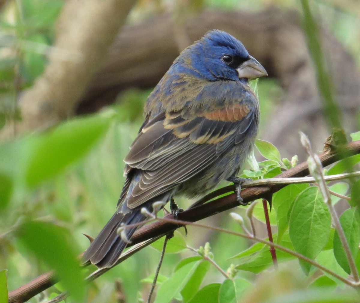 Blue Grosbeak - Friends of Dyke Marsh