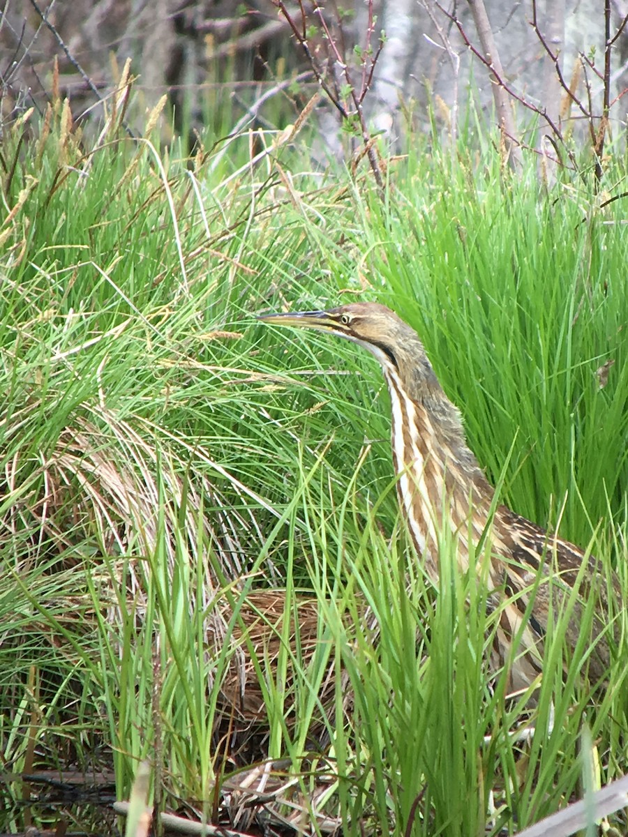 American Bittern - ML97104331