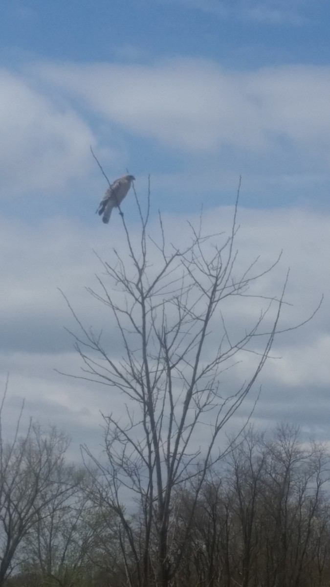 Red-tailed Hawk - Andrew Ross