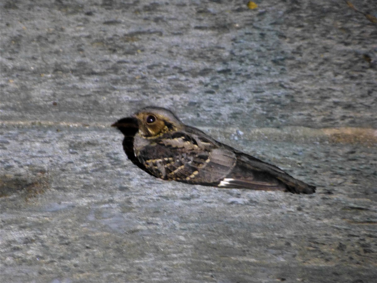 Large-tailed Nightjar - ML97106121