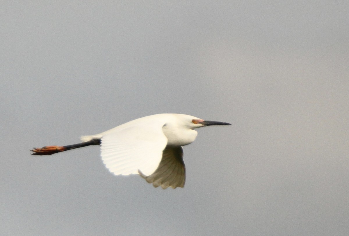 Snowy Egret - ML97106151