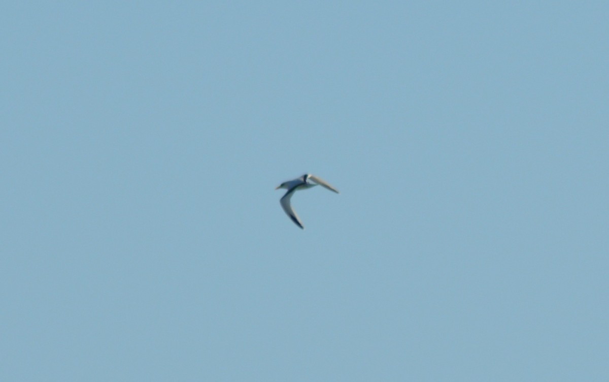 White-tailed Tropicbird - ML97108281