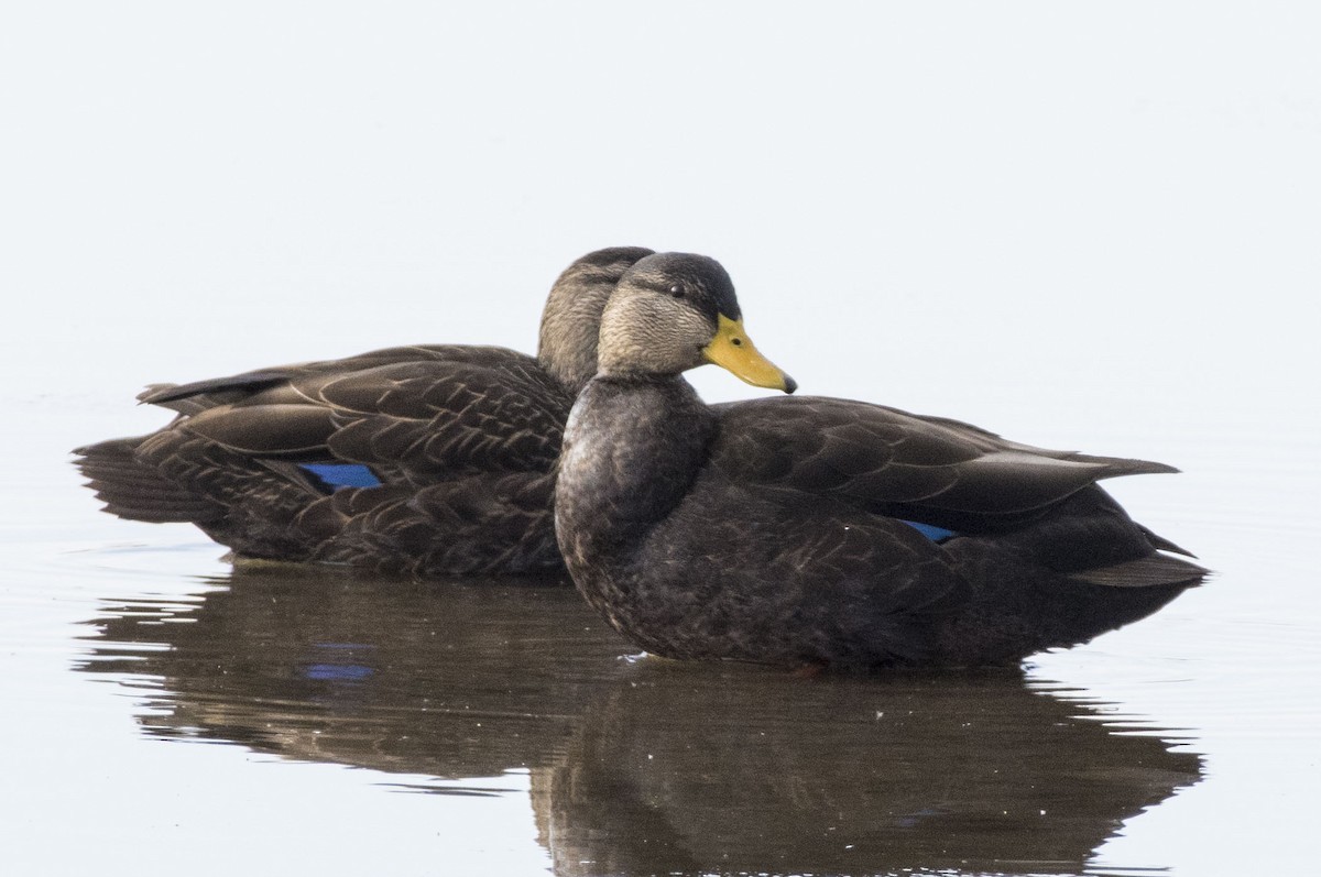 American Black Duck - ML97108741