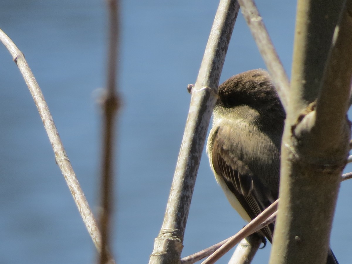 Eastern Phoebe - ML97108781