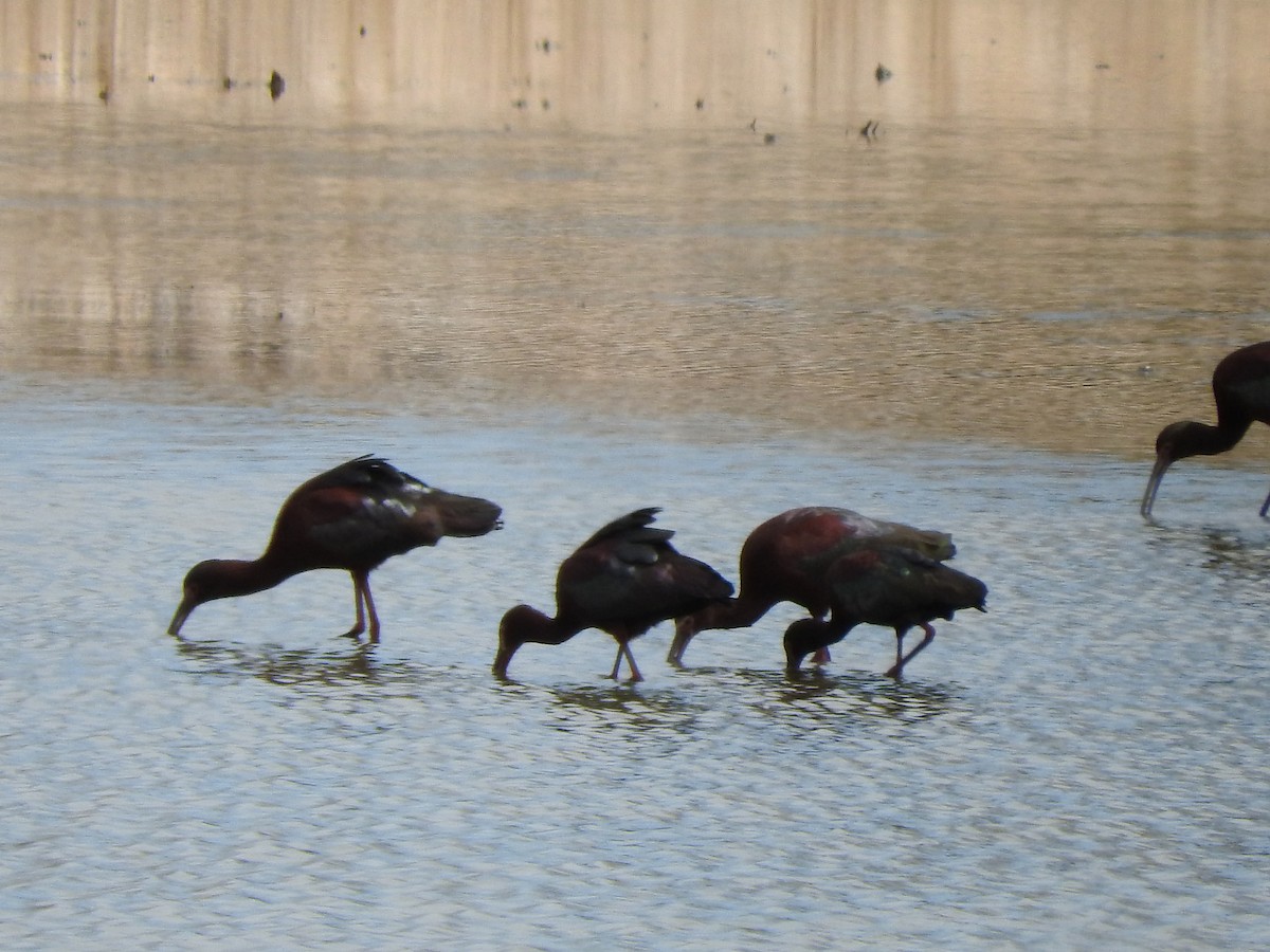 White-faced Ibis - ML97110661