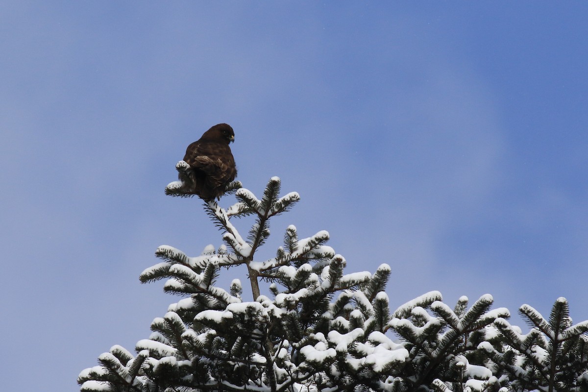 Common Buzzard - ML97110911