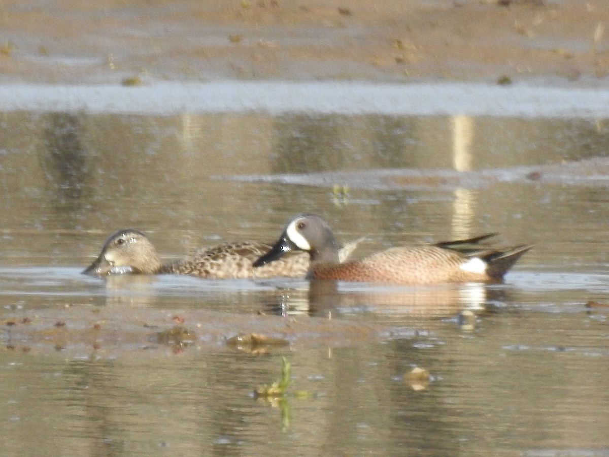 Blue-winged Teal - ML97110981