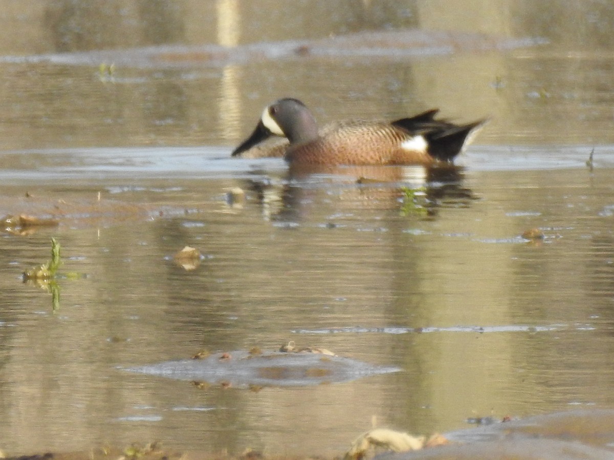 Blue-winged Teal - ML97111001