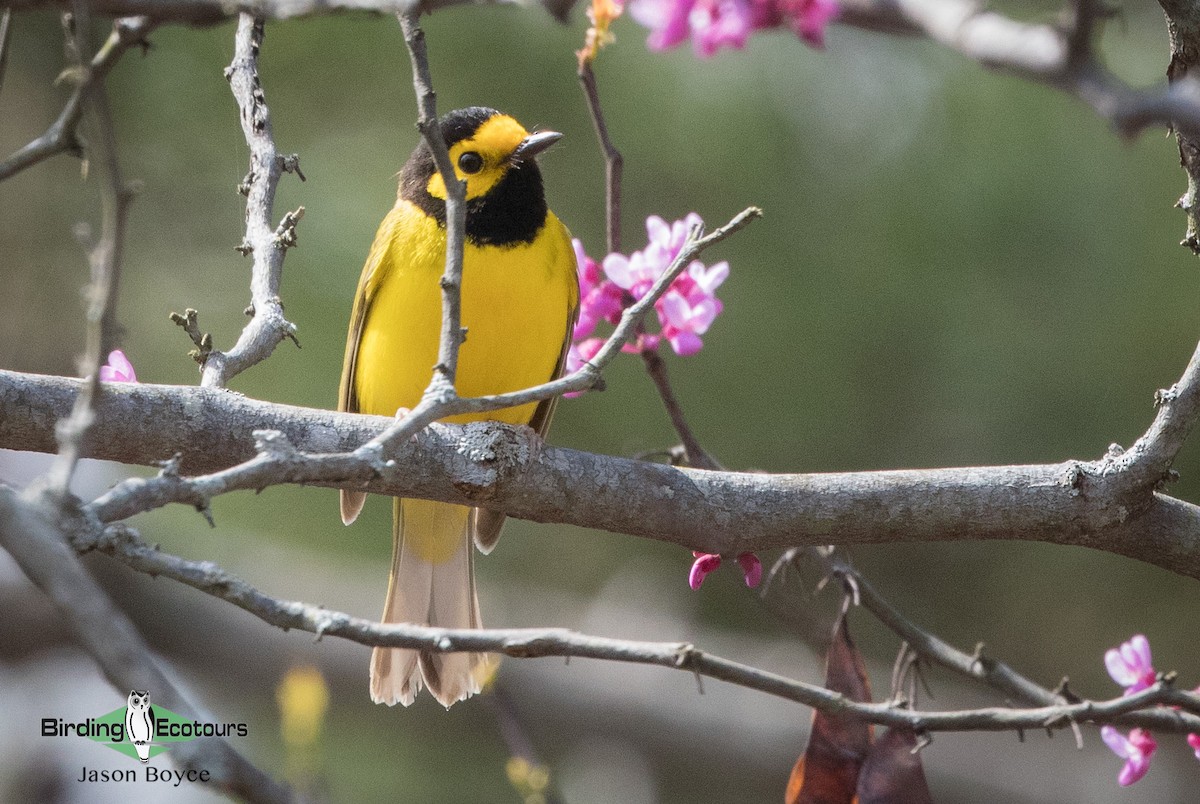 Hooded Warbler - ML97111811