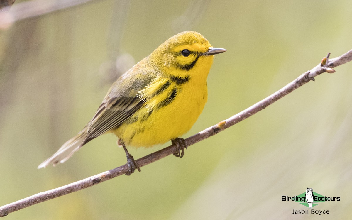 Prairie Warbler - ML97111831