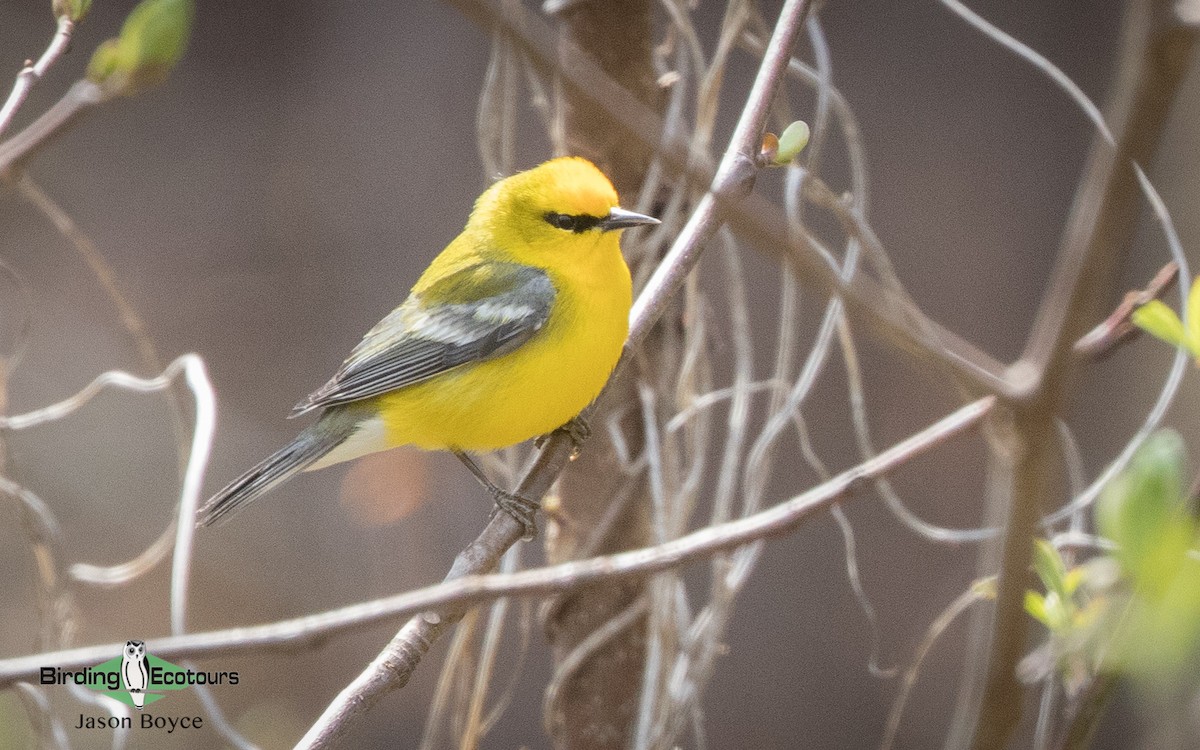 Blue-winged Warbler - ML97111841