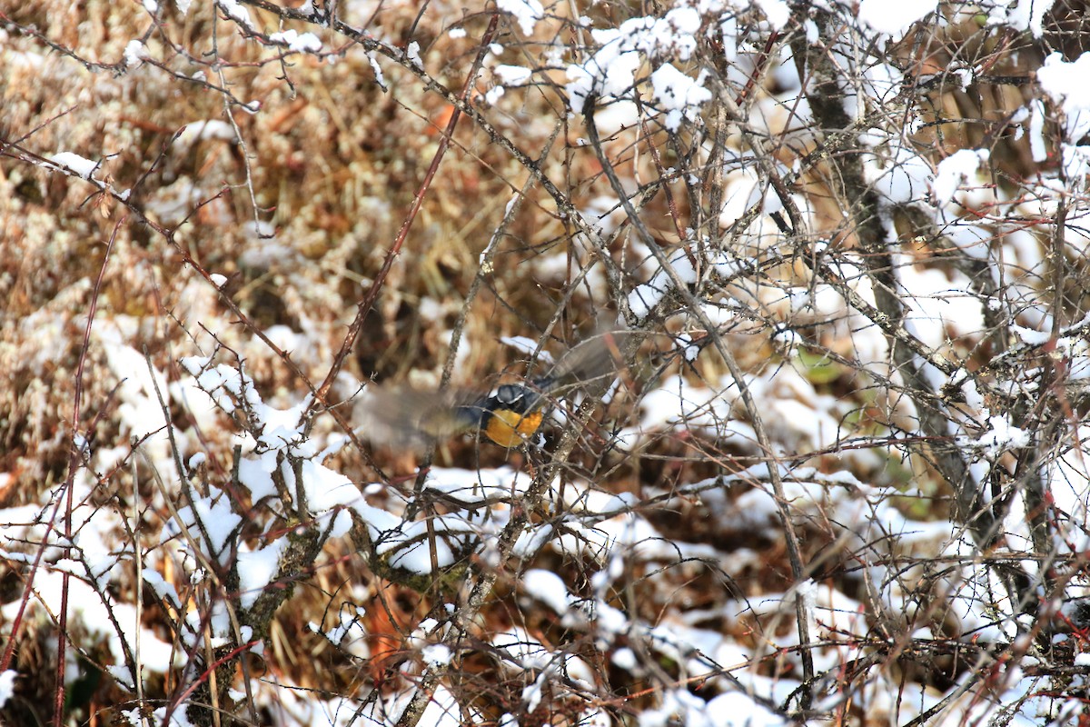 Himalayan Bluetail - ML97112151