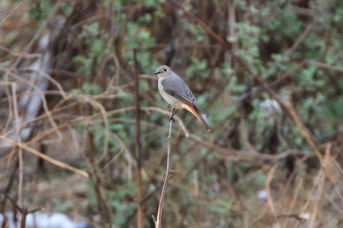 Hodgson's Redstart - ML97112391