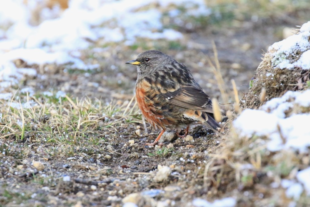 Alpine Accentor - Denis Tétreault