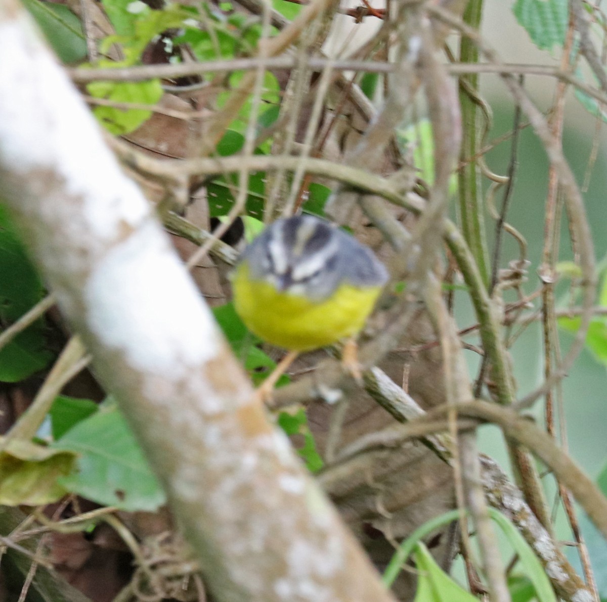 Paruline à couronne dorée - ML97112661