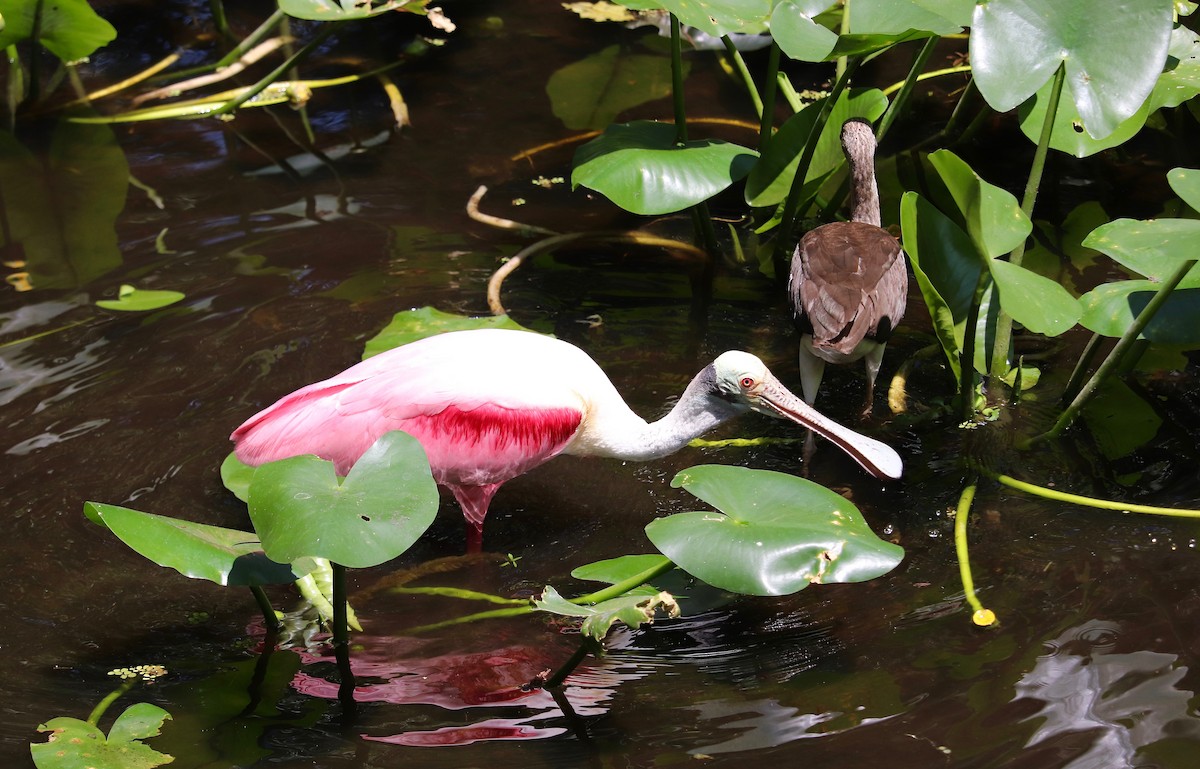 Roseate Spoonbill - ML97113631