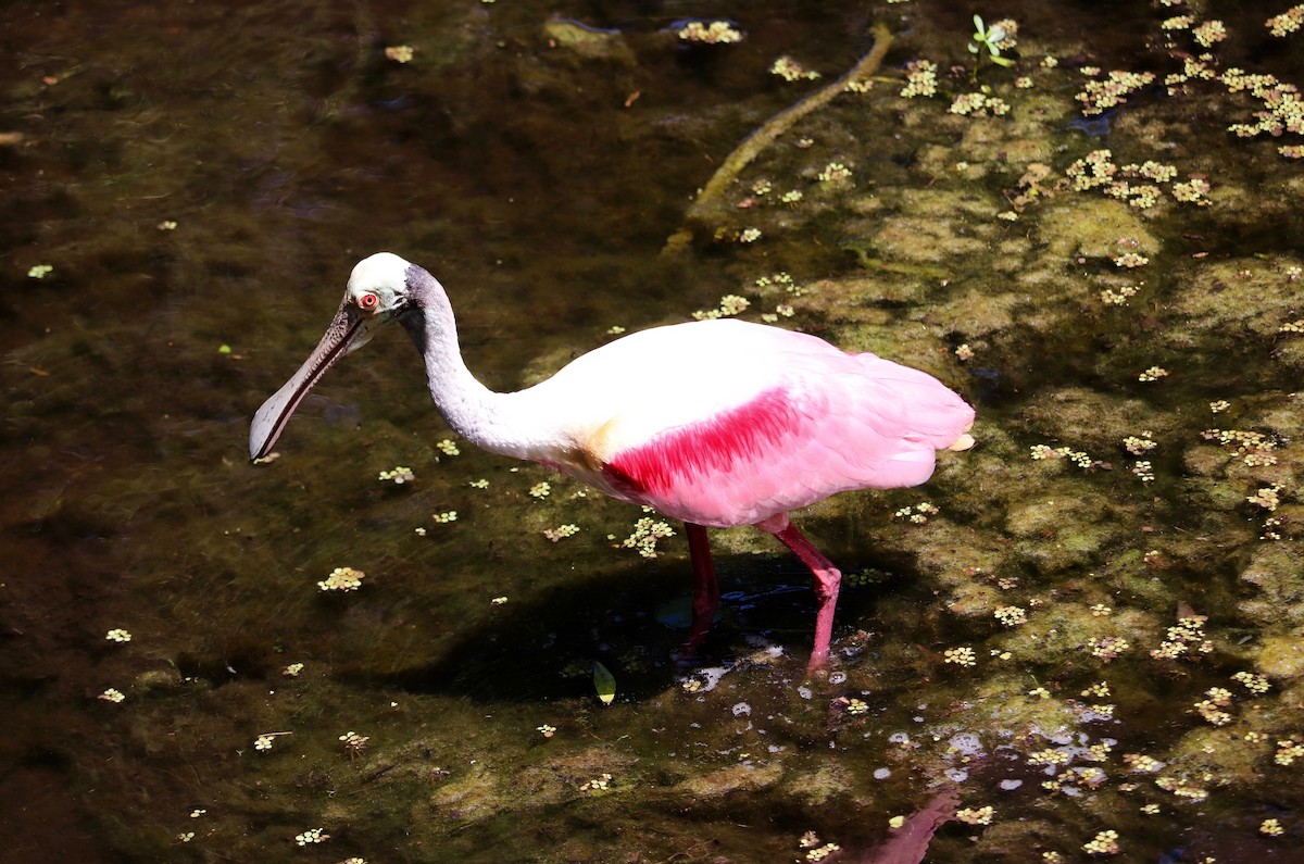 Roseate Spoonbill - ML97113751