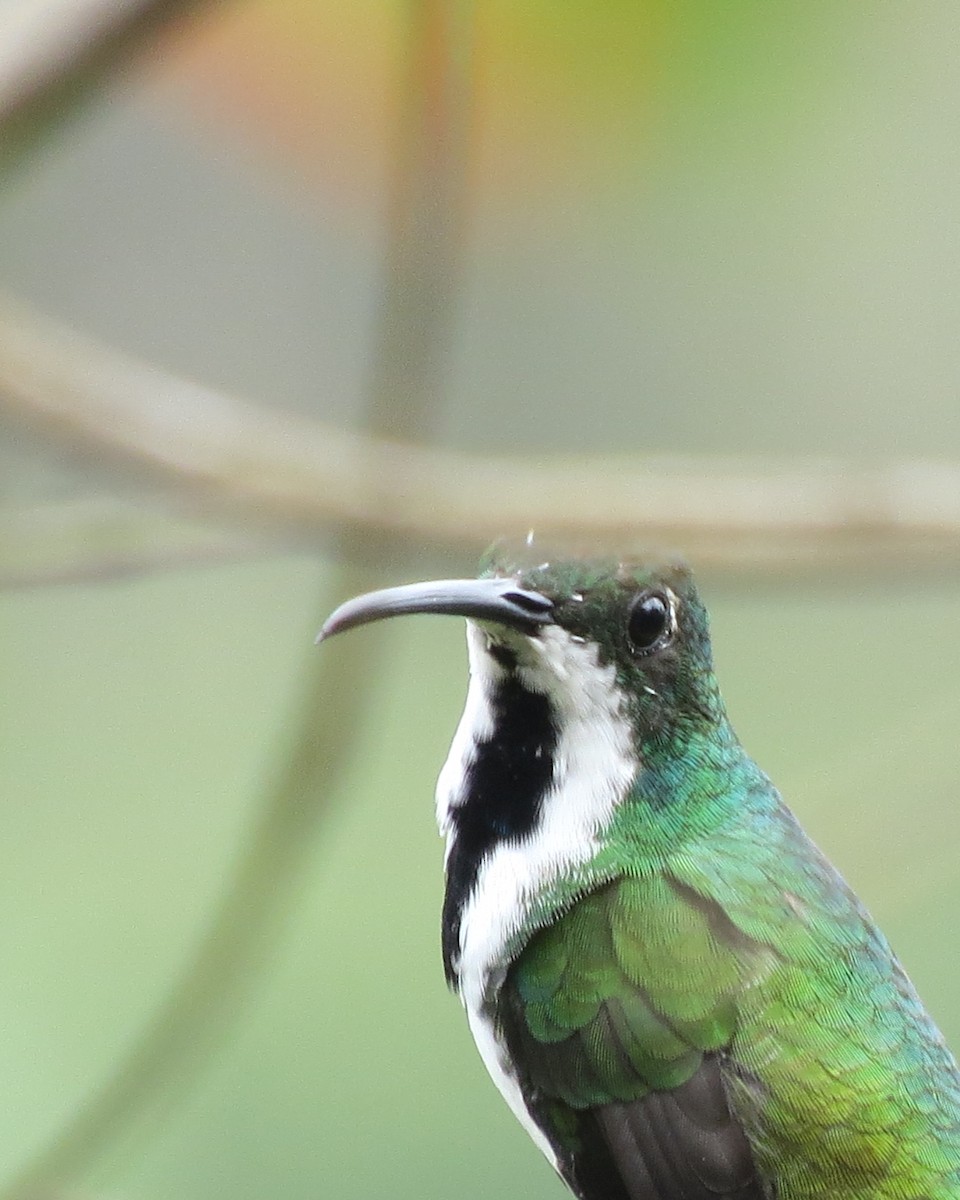 kolibřík tropický - ML97113811