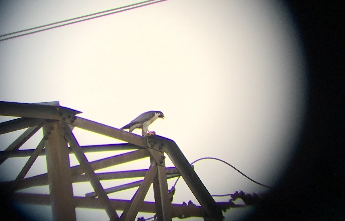 Эгэл шонхор - ML97113841