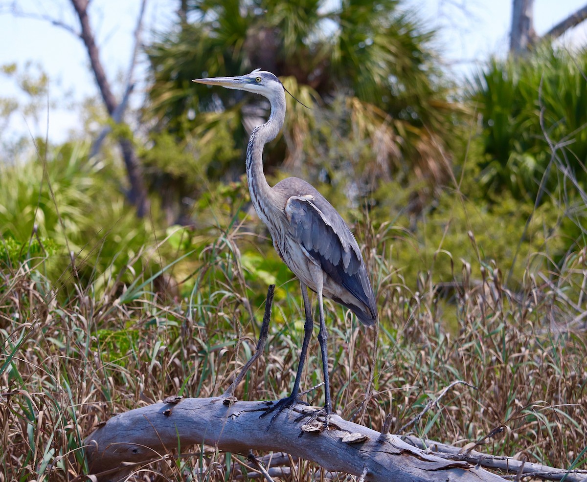 Great Blue Heron - ML97114031