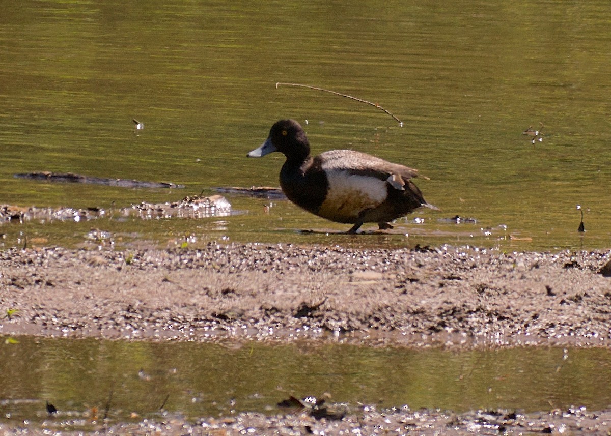 Lesser Scaup - ML97114241