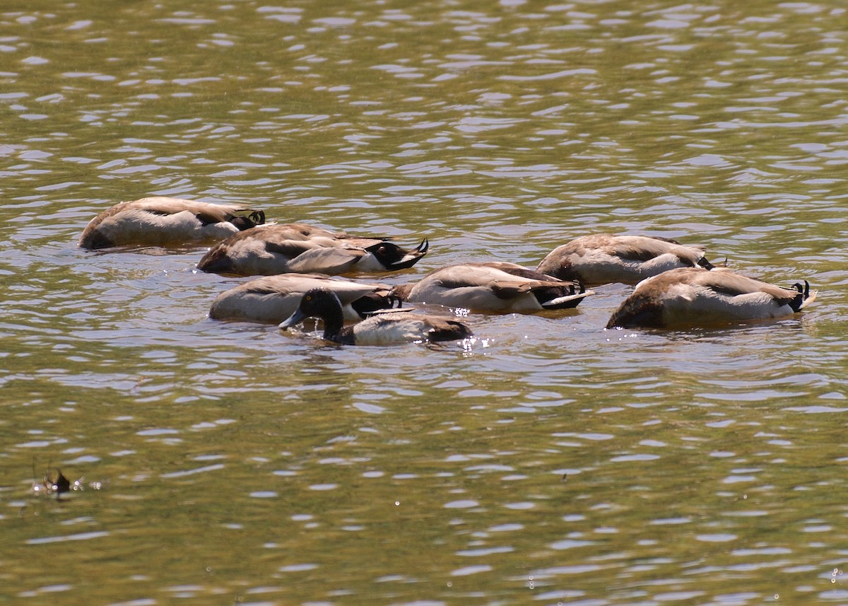 Lesser Scaup - ML97114251