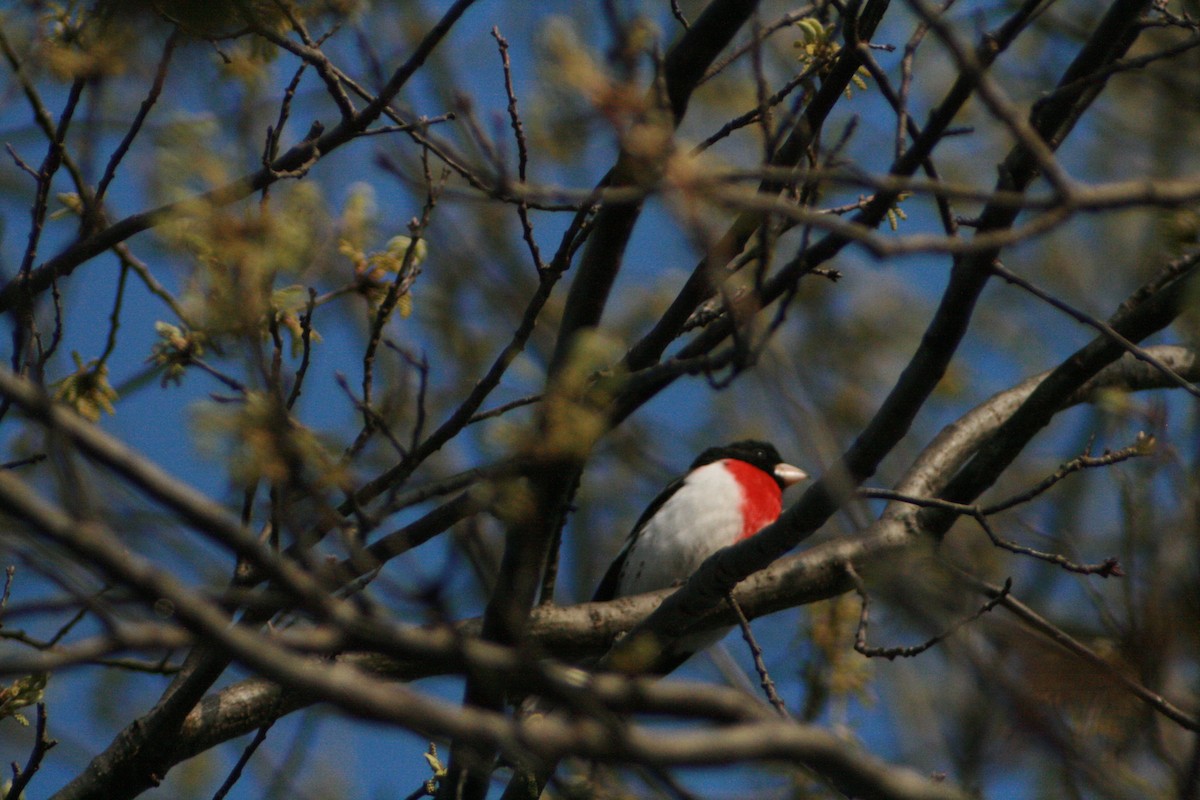 Rose-breasted Grosbeak - ML97114341