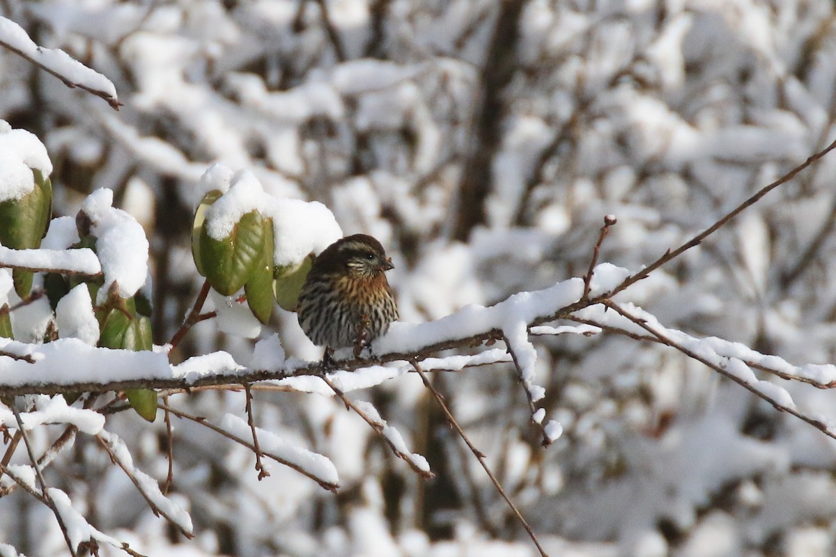 Himalayan White-browed Rosefinch - Denis Tétreault