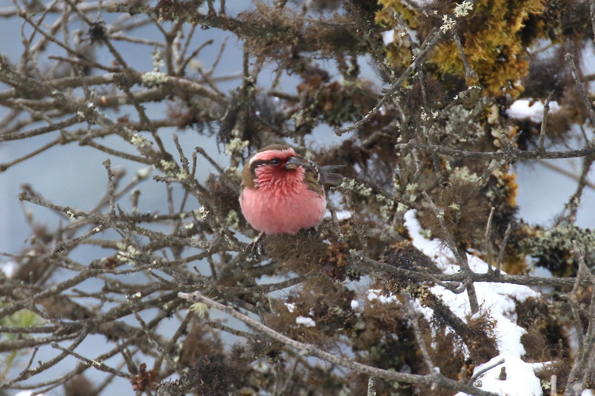 Himalayan White-browed Rosefinch - Denis Tétreault