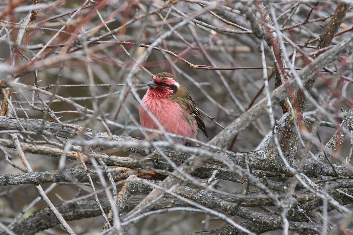 Himalayan White-browed Rosefinch - ML97114651