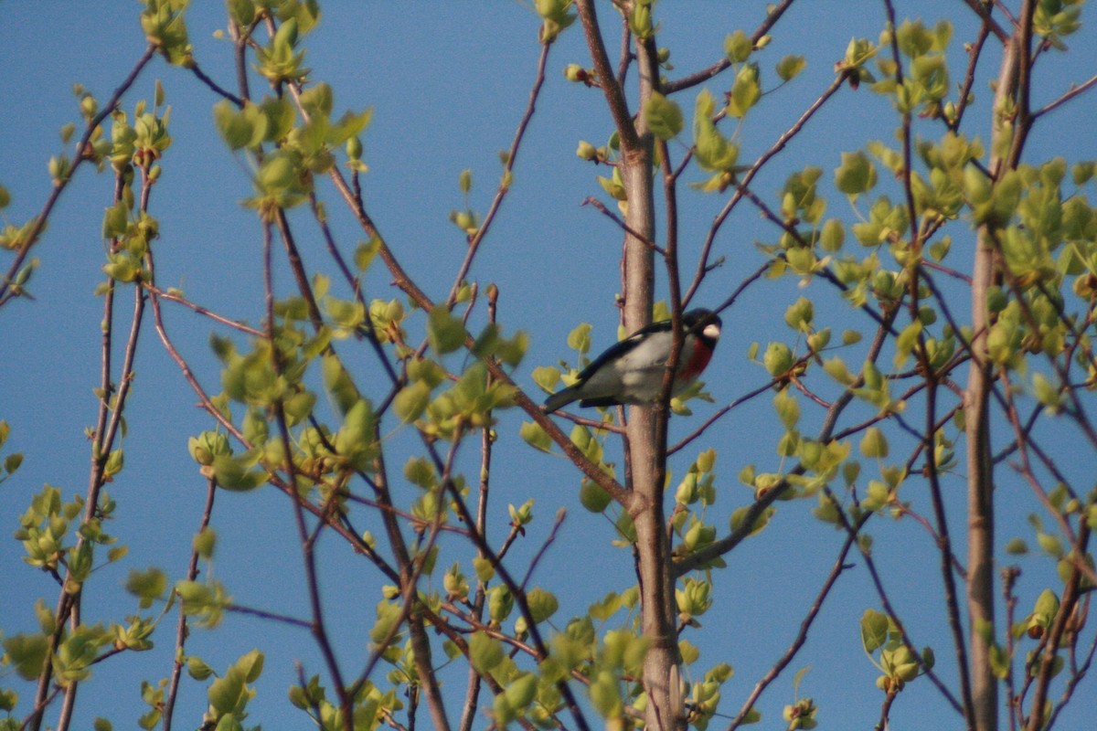 Rose-breasted Grosbeak - ML97114711