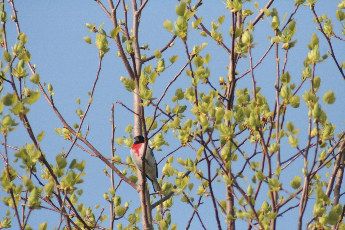 Rose-breasted Grosbeak - ML97114751