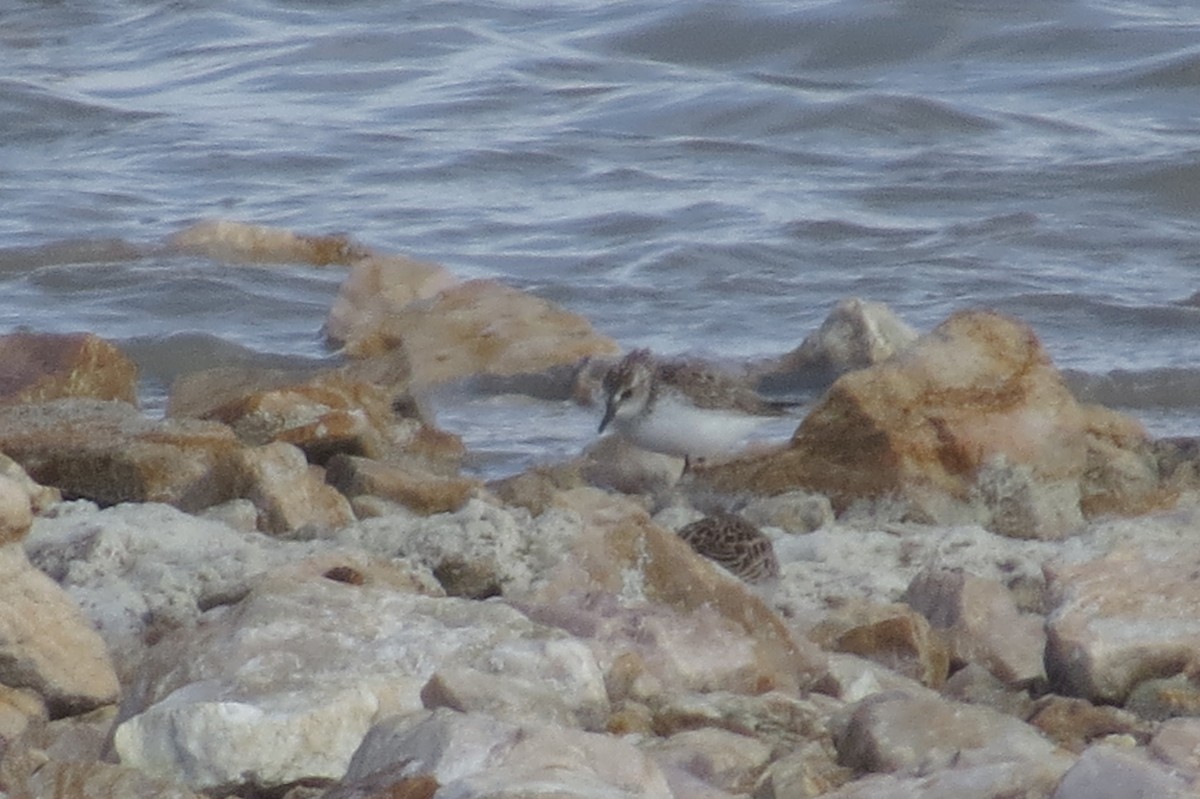 Semipalmated Sandpiper - ML97115071