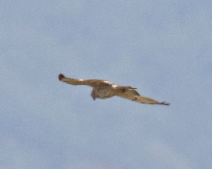 Gray-lined Hawk - John Bruin