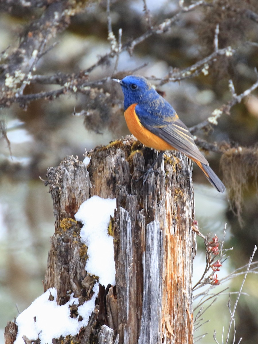 Blue-fronted Redstart - Denis Tétreault