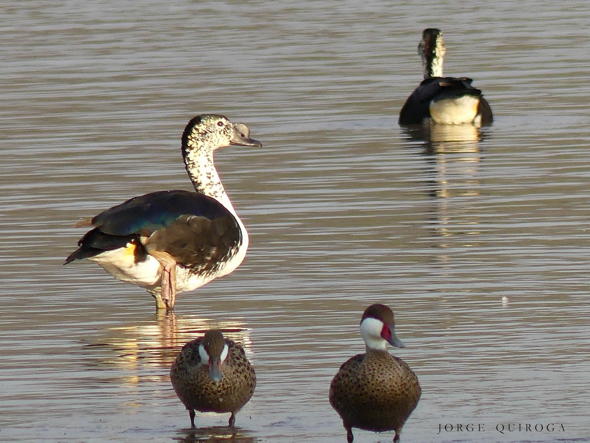 Comb Duck - ML97116401