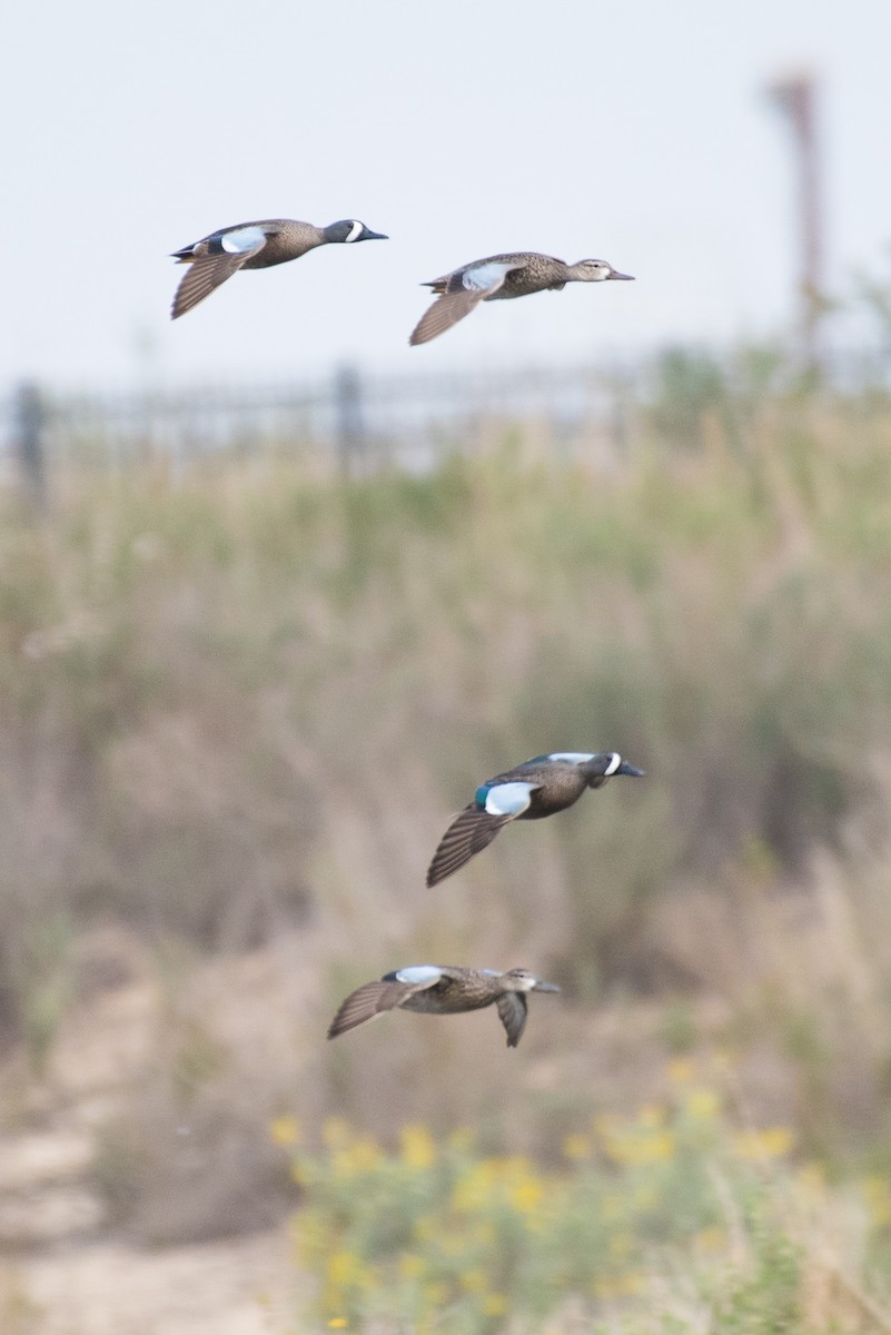 Blue-winged Teal - ML97117661