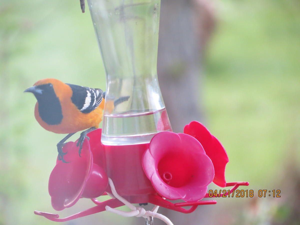 Hooded Oriole - ML97117671