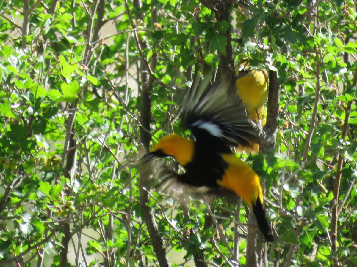 Oriole masqué - ML97117771