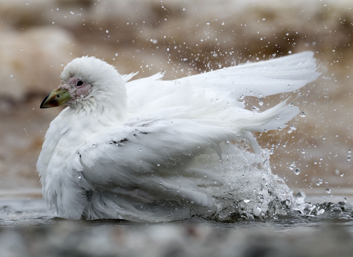 Snowy Sheathbill - Jeff Skevington