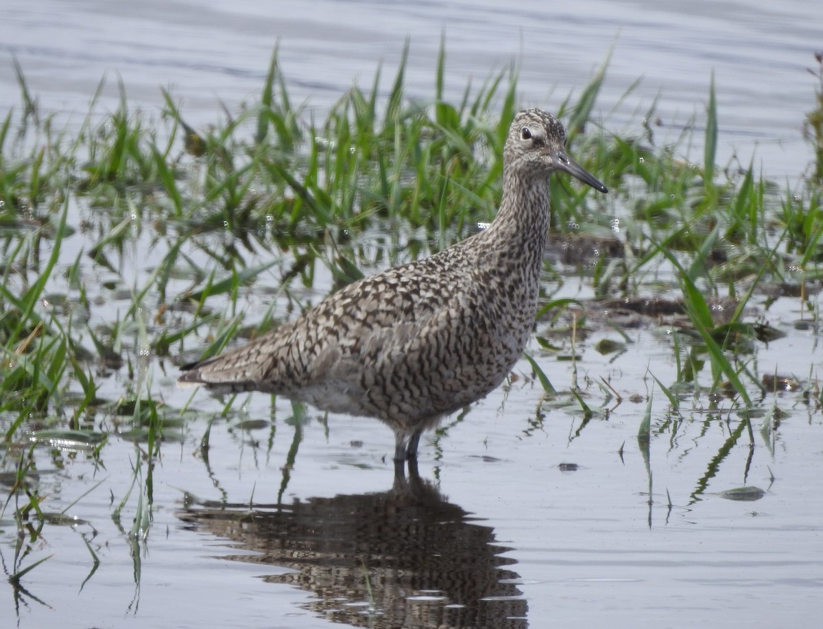 Willet - ML97118491