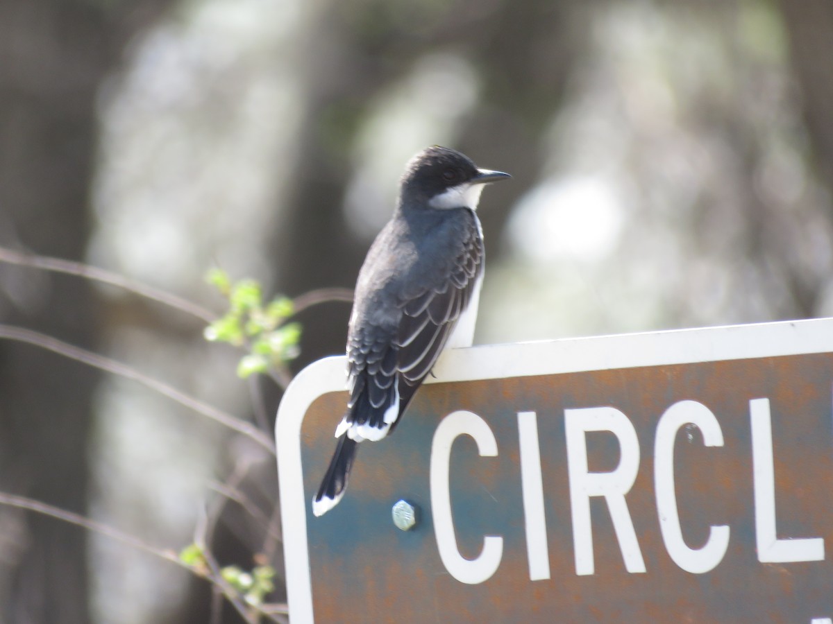 Eastern Kingbird - Gregg Friesen