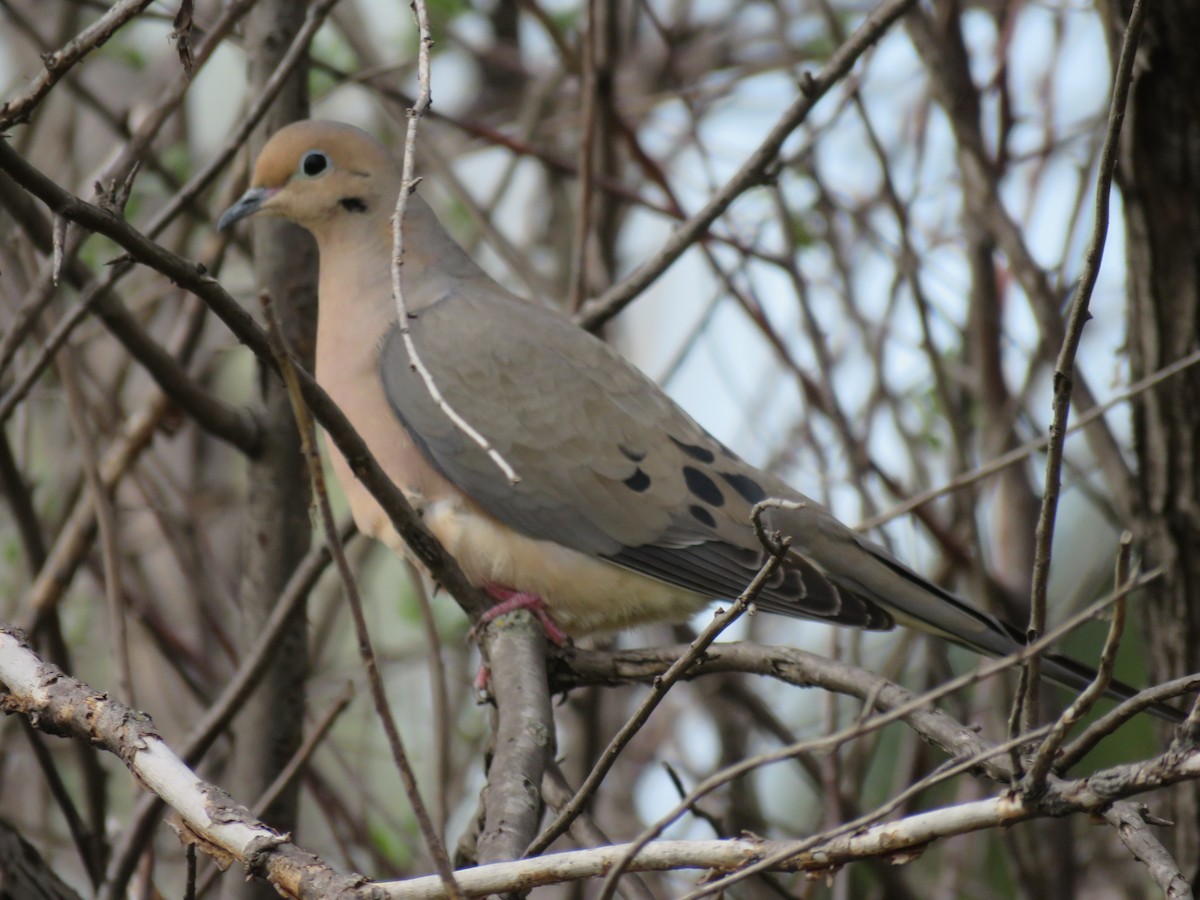 Mourning Dove - ML97118611