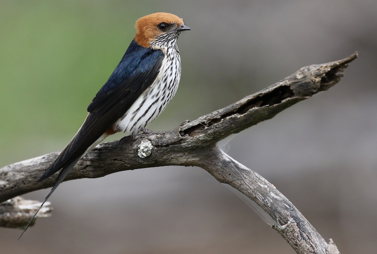 Lesser Striped Swallow - Jeff Skevington