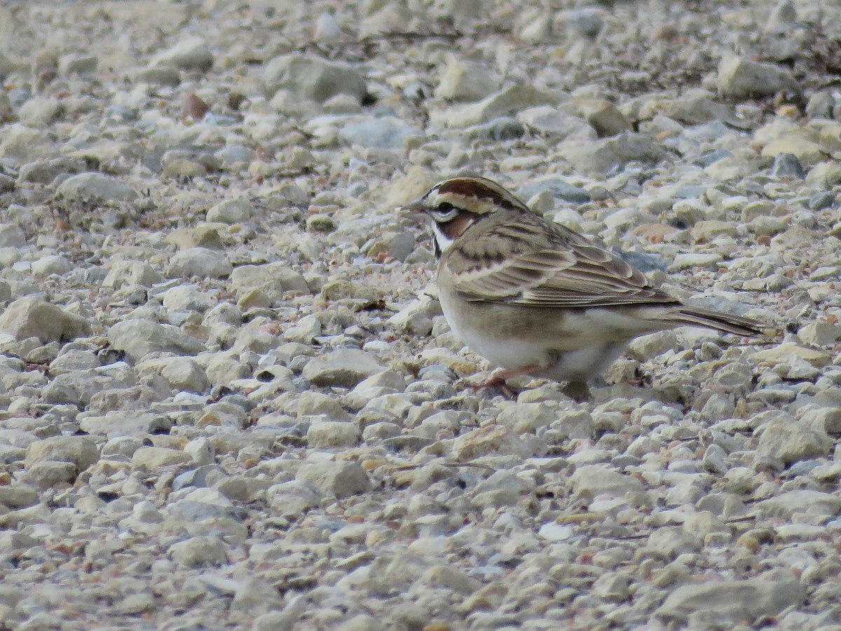 Lark Sparrow - ML97118841