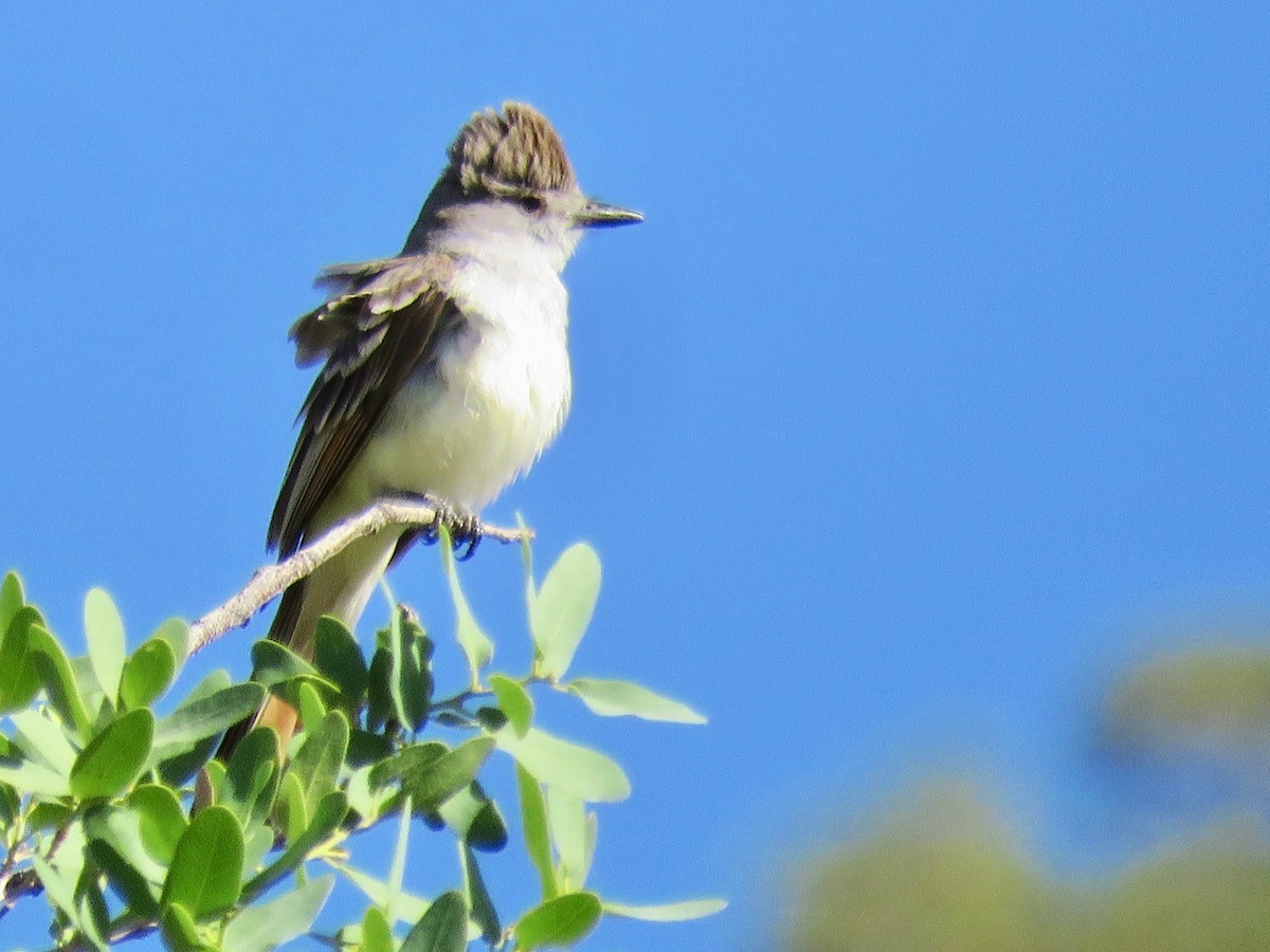 Ash-throated Flycatcher - ML97119571