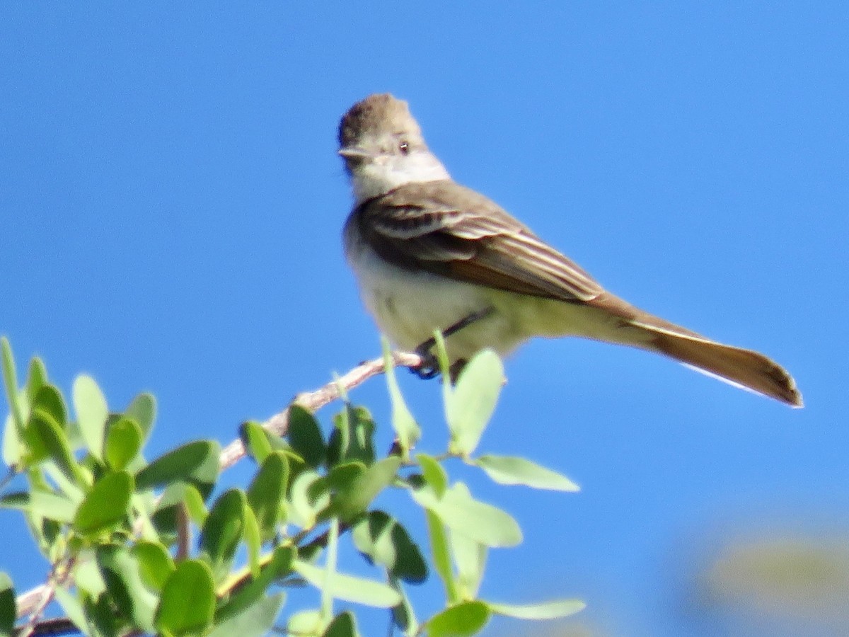 Ash-throated Flycatcher - ML97119581