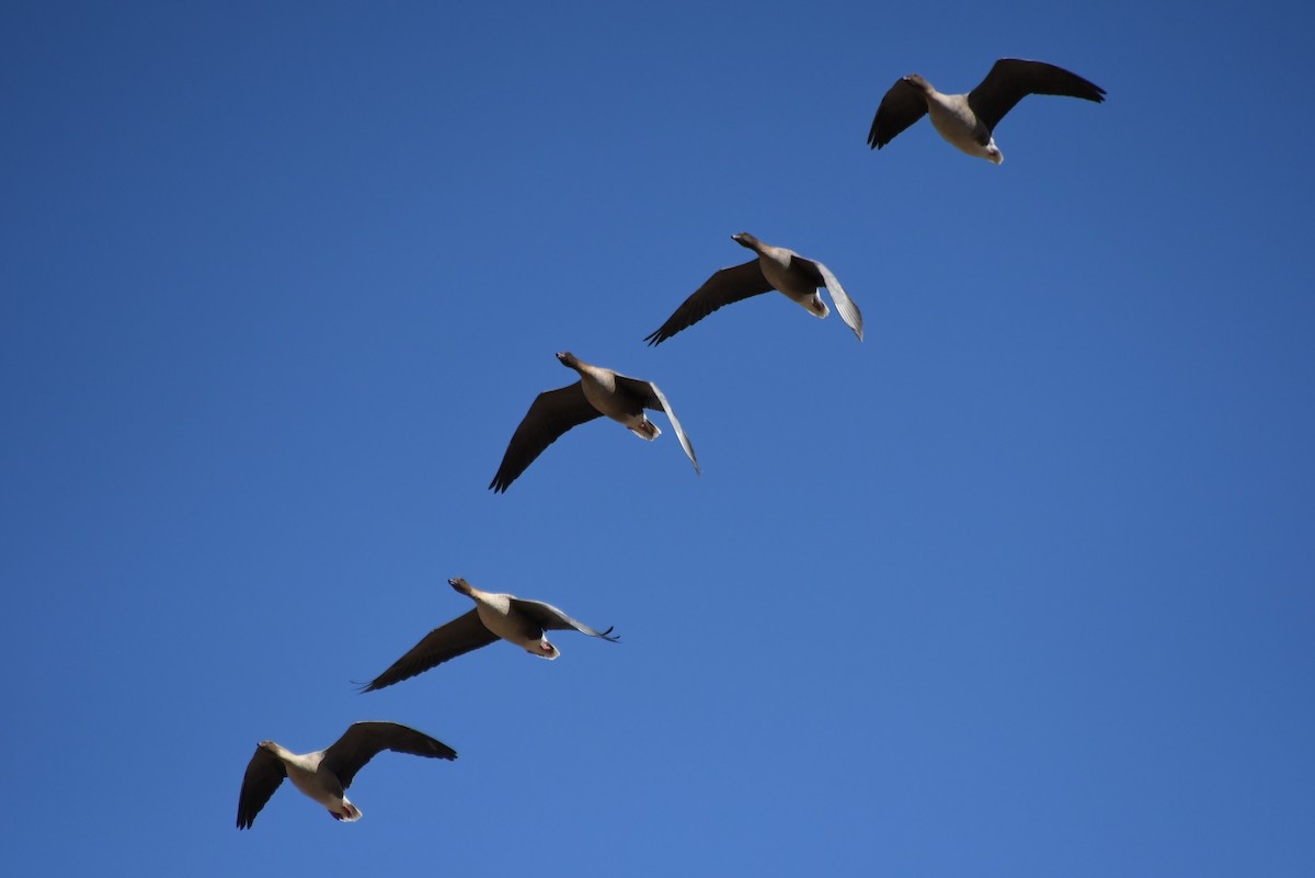 Pink-footed Goose - Brett Sandercock