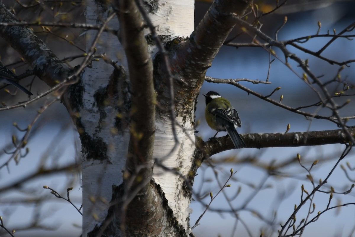 Mésange charbonnière - ML97121781